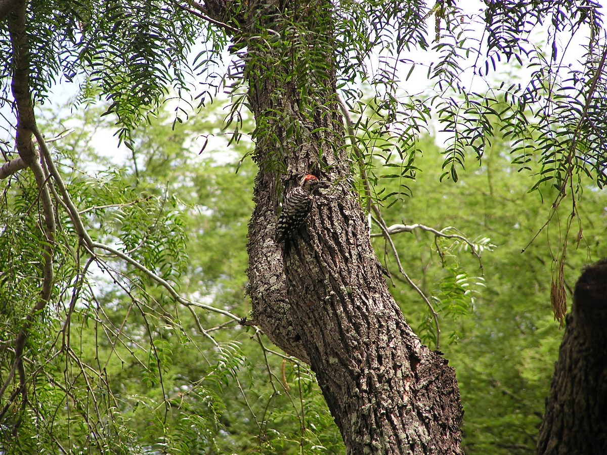 Ladder-backed Woodpecker - Sam Holcomb