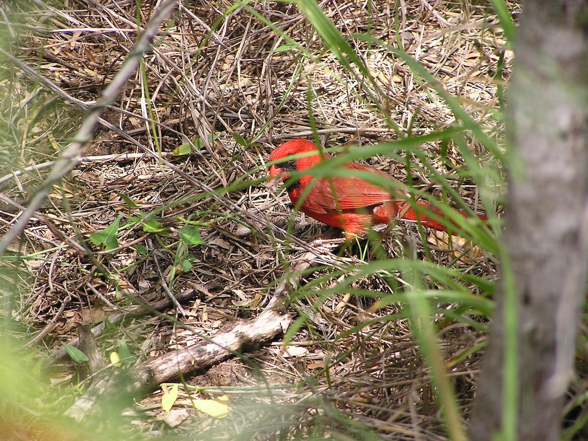 Cardinal rouge - ML618550548