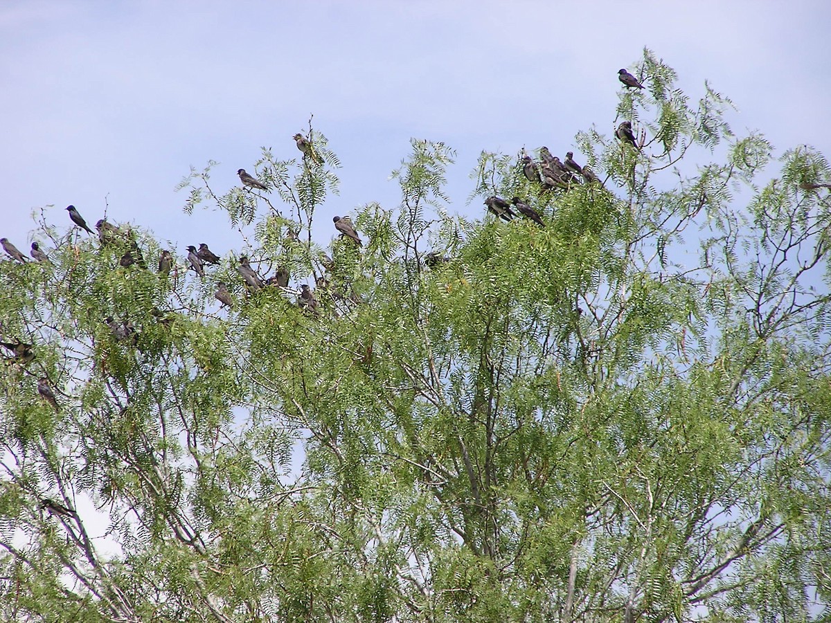 Purple Martin - Sam Holcomb