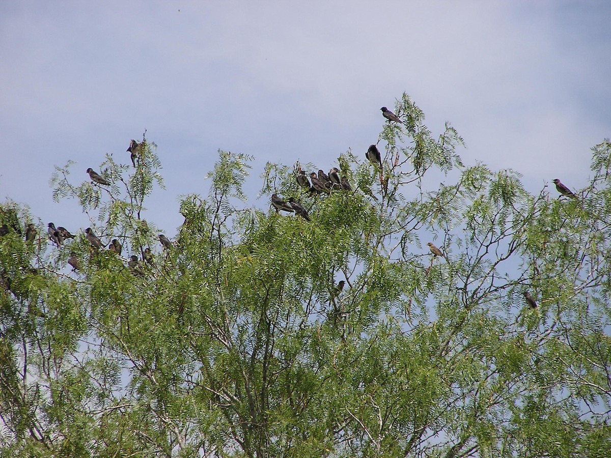 Purple Martin - Sam Holcomb