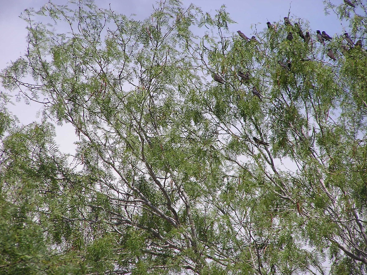 Purple Martin - Sam Holcomb