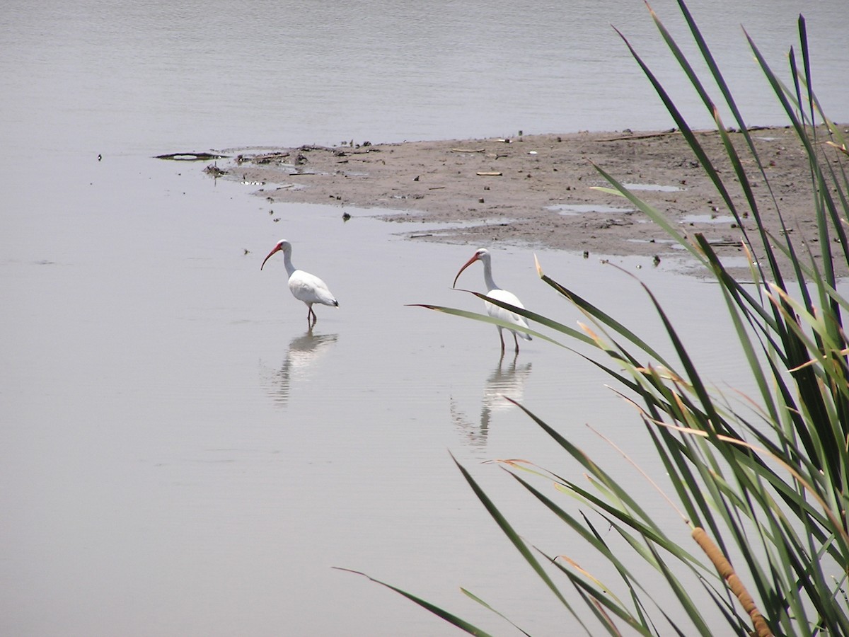 White Ibis - Sam Holcomb