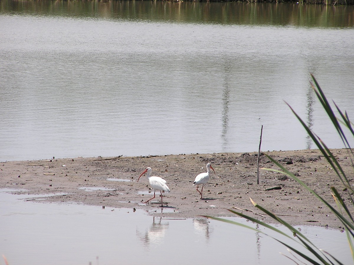 White Ibis - Sam Holcomb