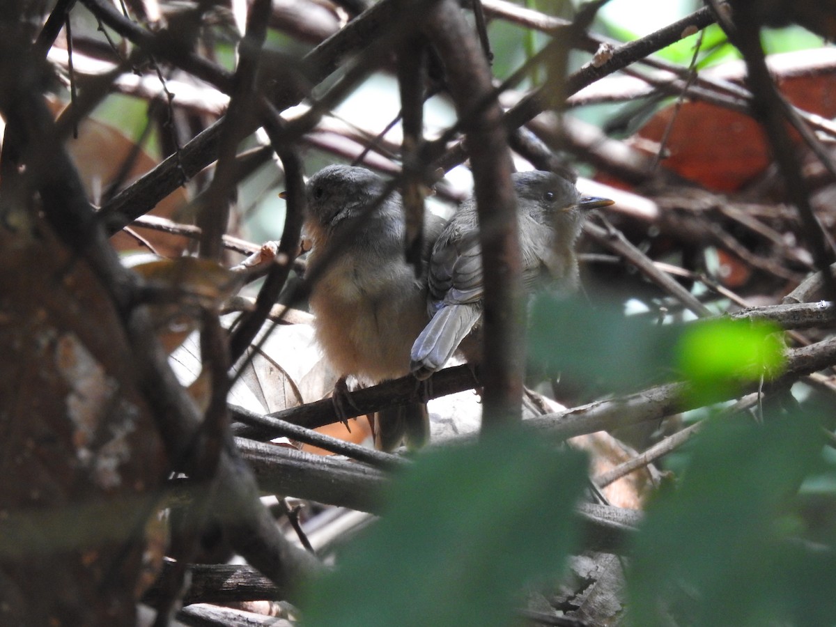 Brown-cheeked Fulvetta - ML618550557