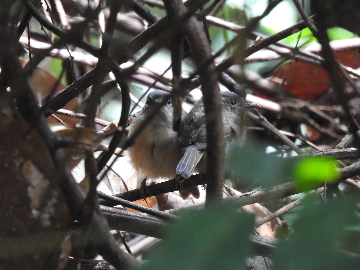 Brown-cheeked Fulvetta - ML618550560