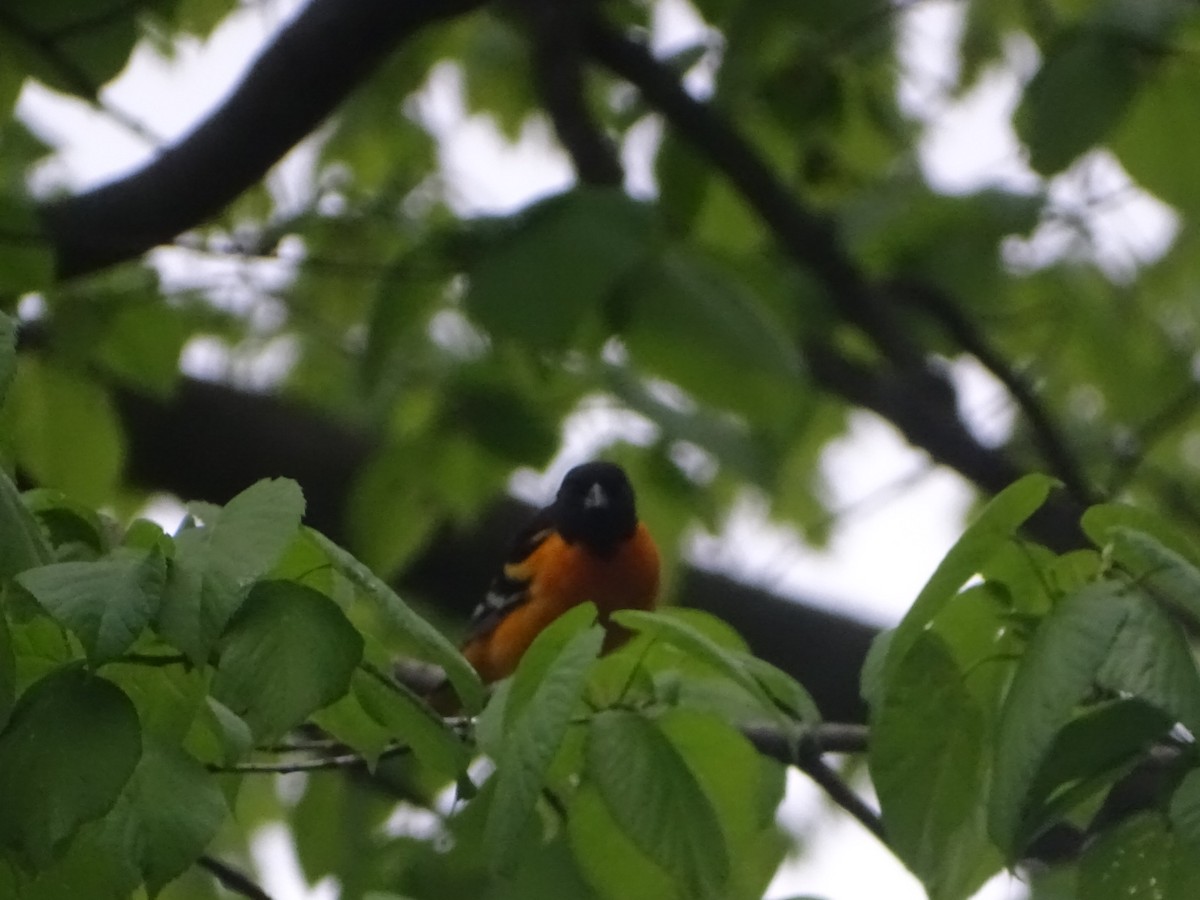 Baltimore Oriole - ML618550575
