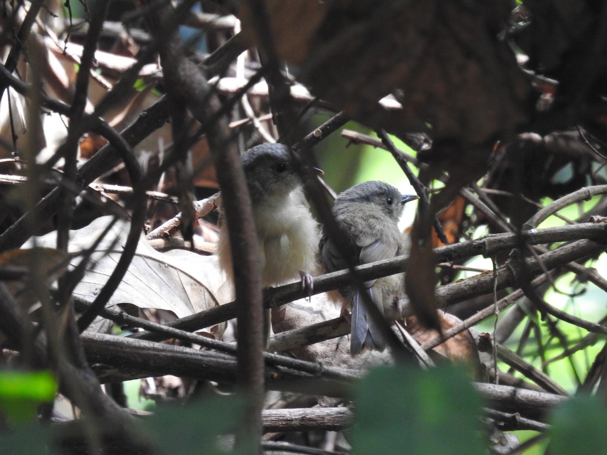 Brown-cheeked Fulvetta - ML618550577