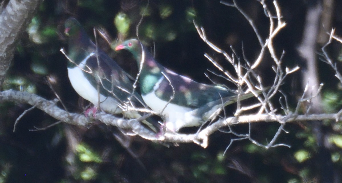 holub maorský - ML618550584