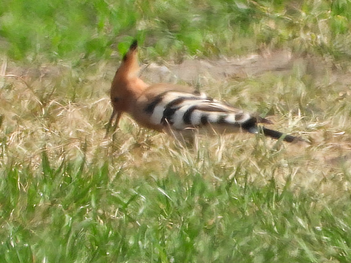 Eurasian Hoopoe - ML618550599