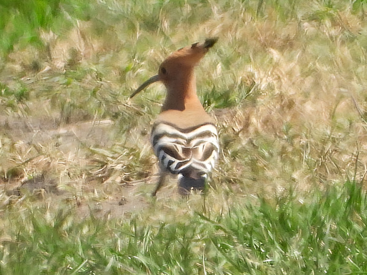 Eurasian Hoopoe - ML618550600