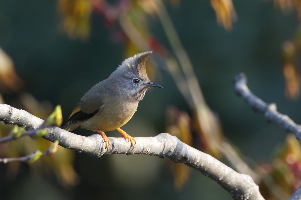 Stripe-throated Yuhina - Shekar Vishvanath