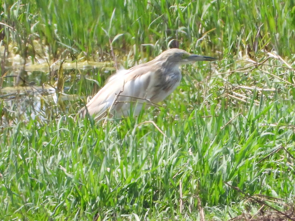 Squacco Heron - ML618550611