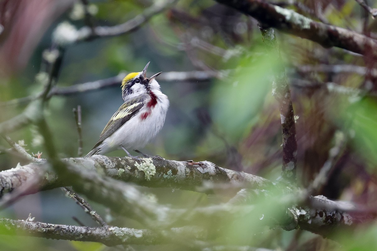 Chestnut-sided Warbler - Baxter Beamer