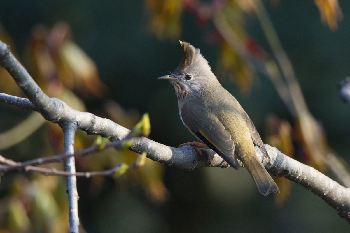 Stripe-throated Yuhina - Shekar Vishvanath