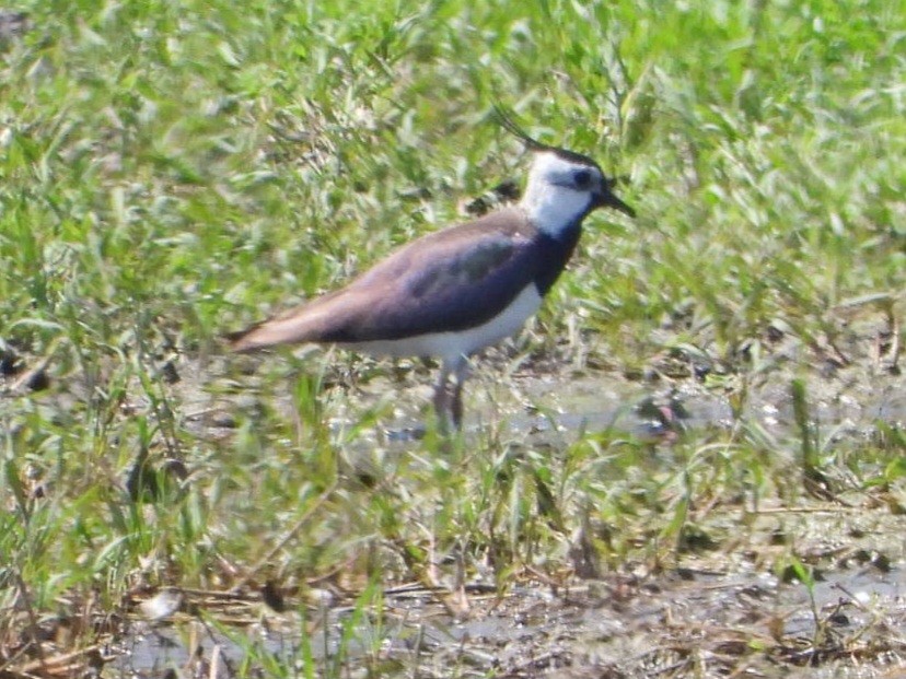 Northern Lapwing - ML618550620