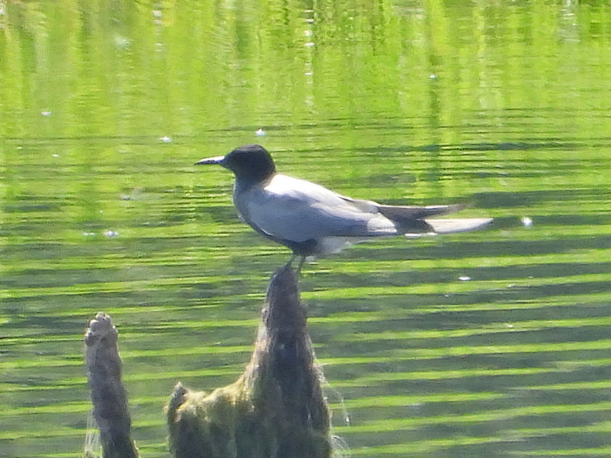 Black Tern - ML618550631