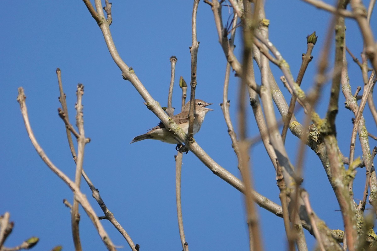 Garden Warbler - Ray Scally