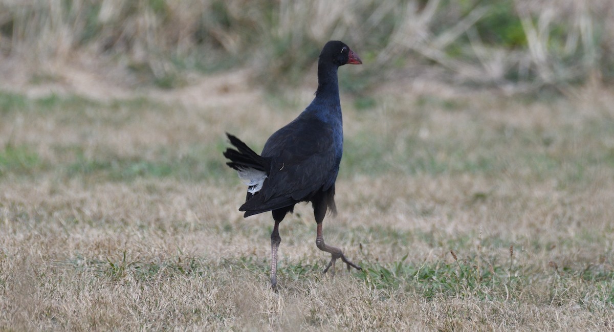 Australasian Swamphen - ML618550639