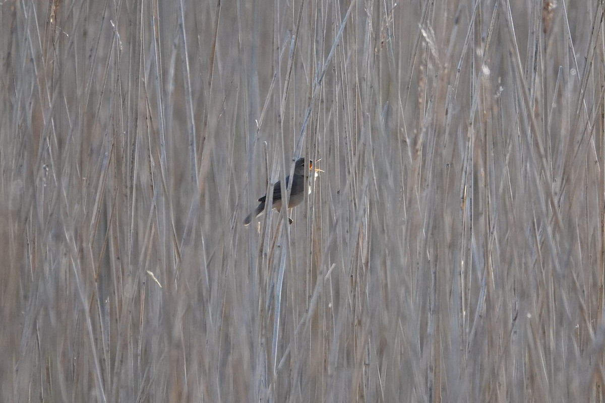 Common Reed Warbler - Ray Scally