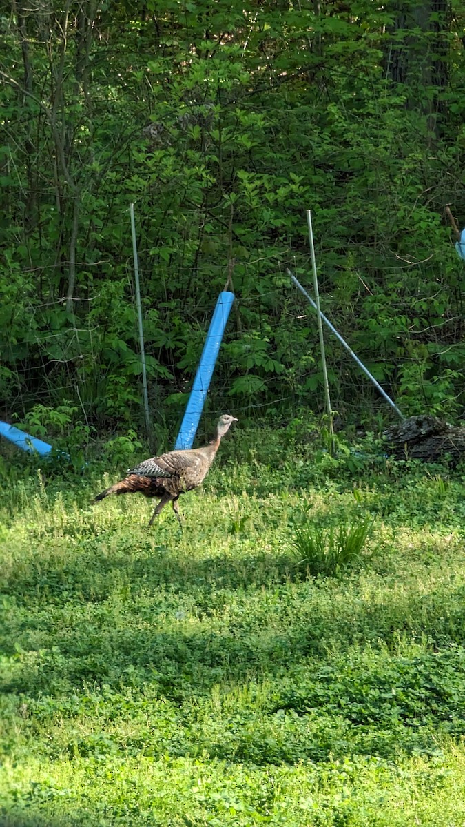 Wild Turkey - ML618550643