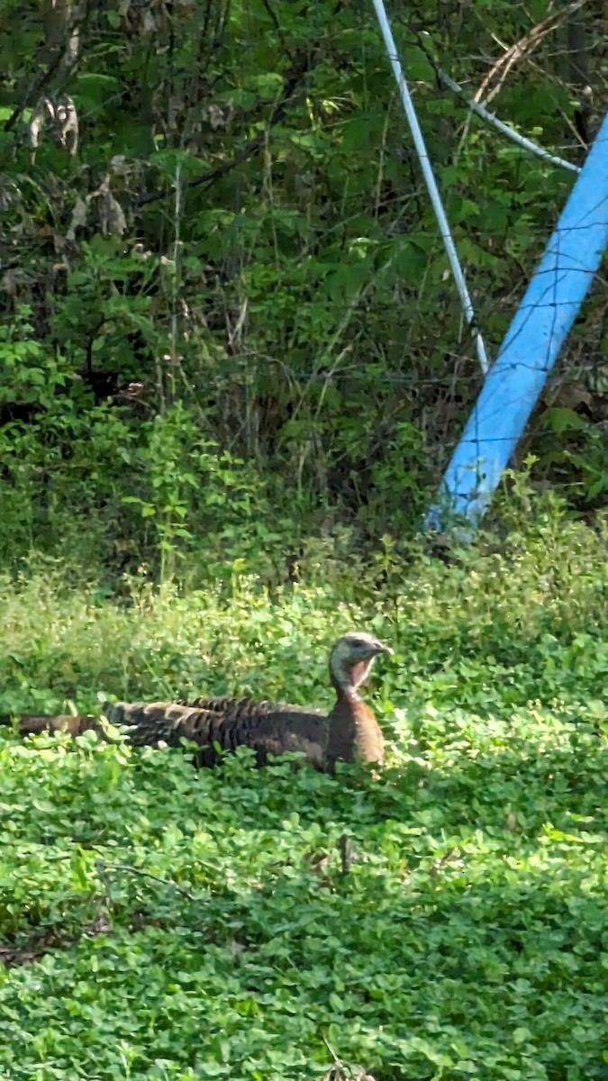 Wild Turkey - ML618550644