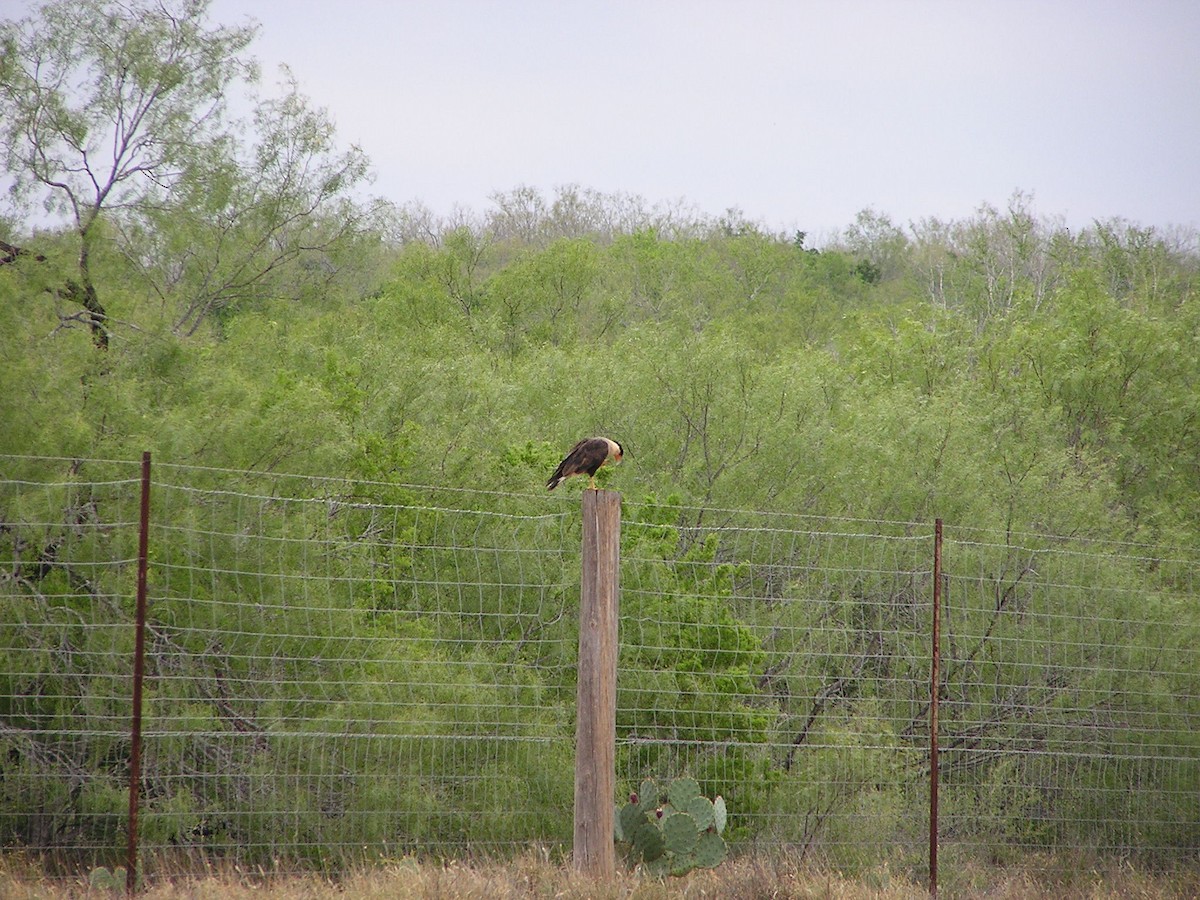 Crested Caracara - ML618550651