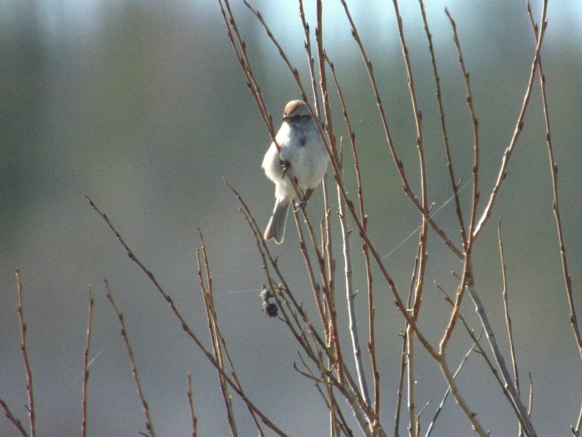 American Tree Sparrow - Vince Hiebert