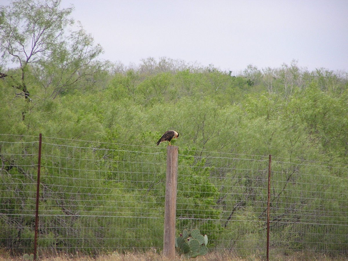 Crested Caracara - ML618550660