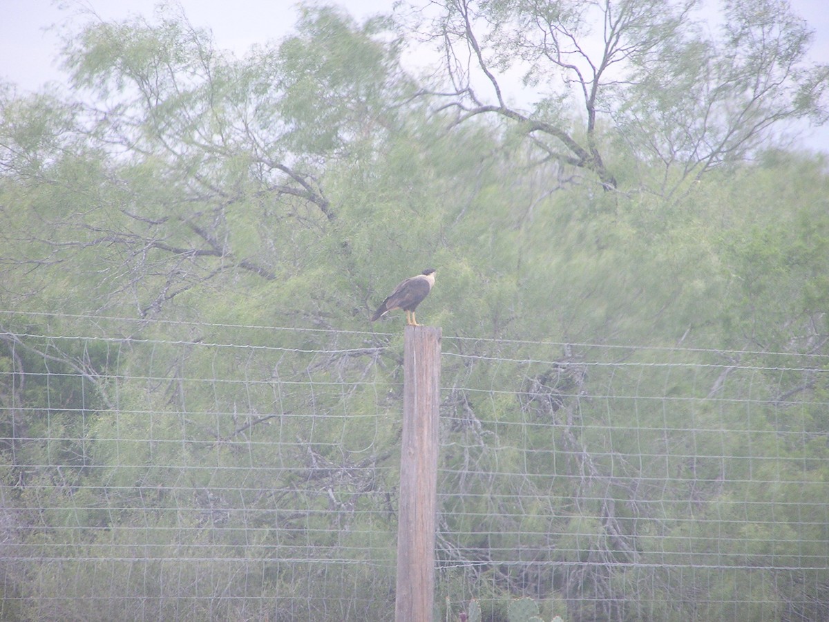 Crested Caracara - ML618550662