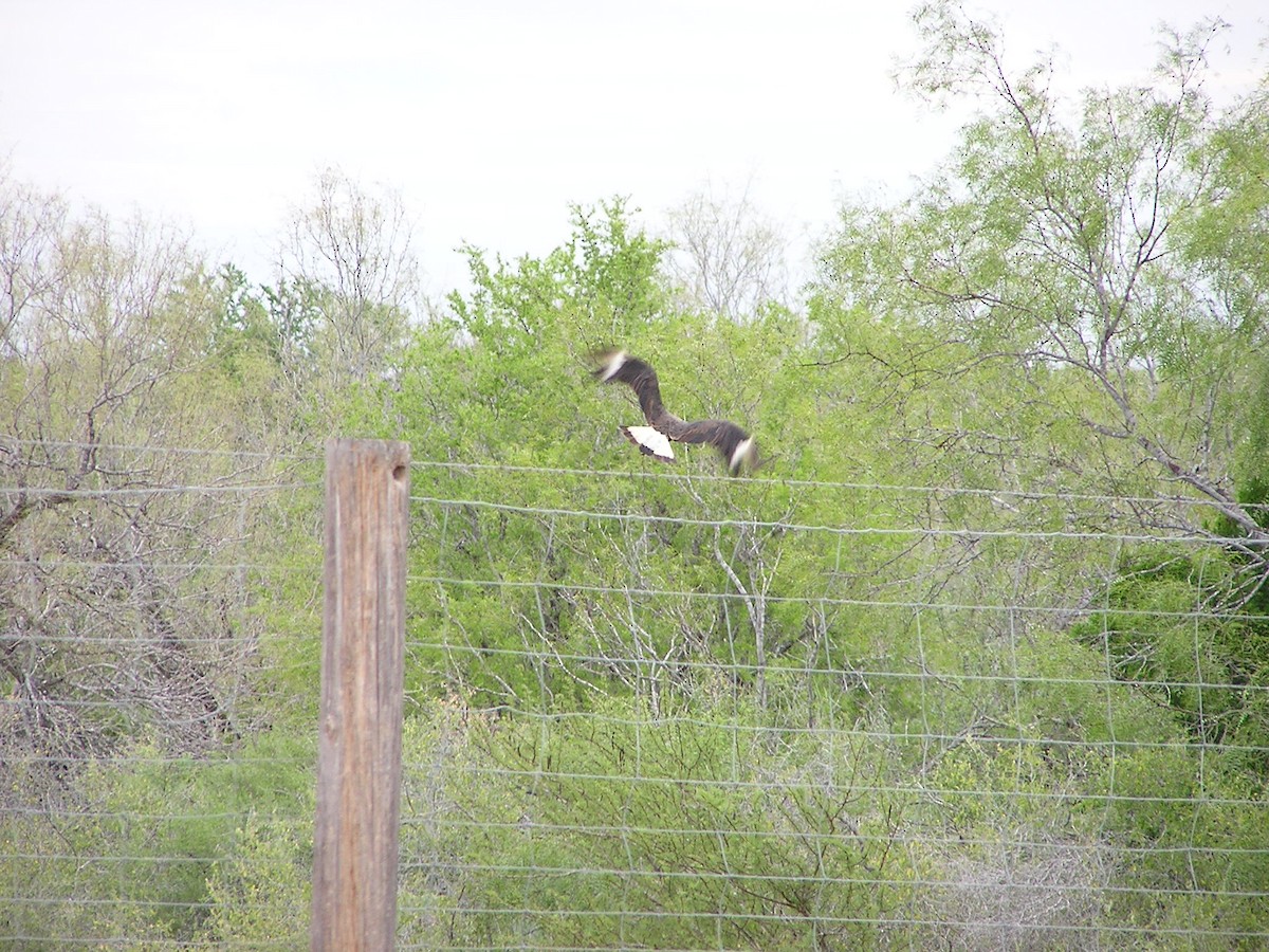 Crested Caracara - ML618550664