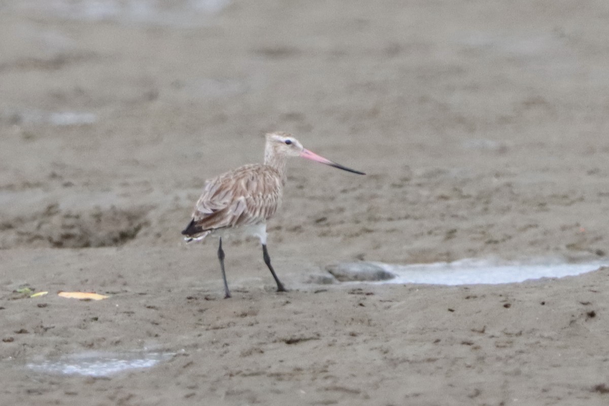 Bar-tailed Godwit - David Morrison