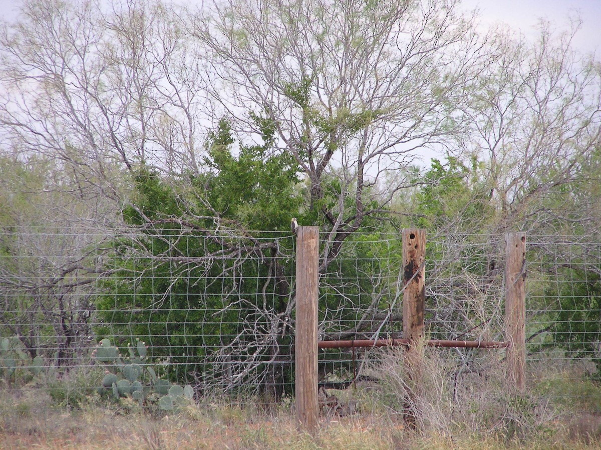 mesquitespett - ML618550675