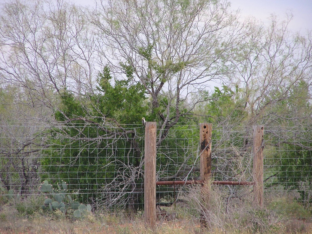 Golden-fronted Woodpecker - ML618550678