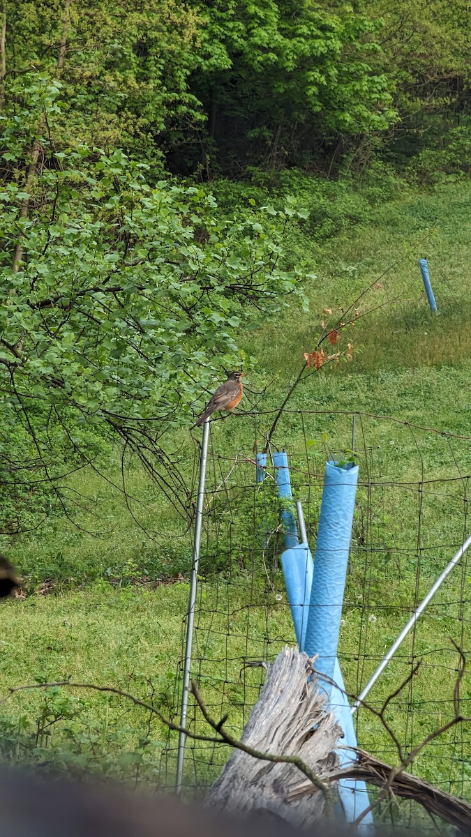 American Robin - ML618550679