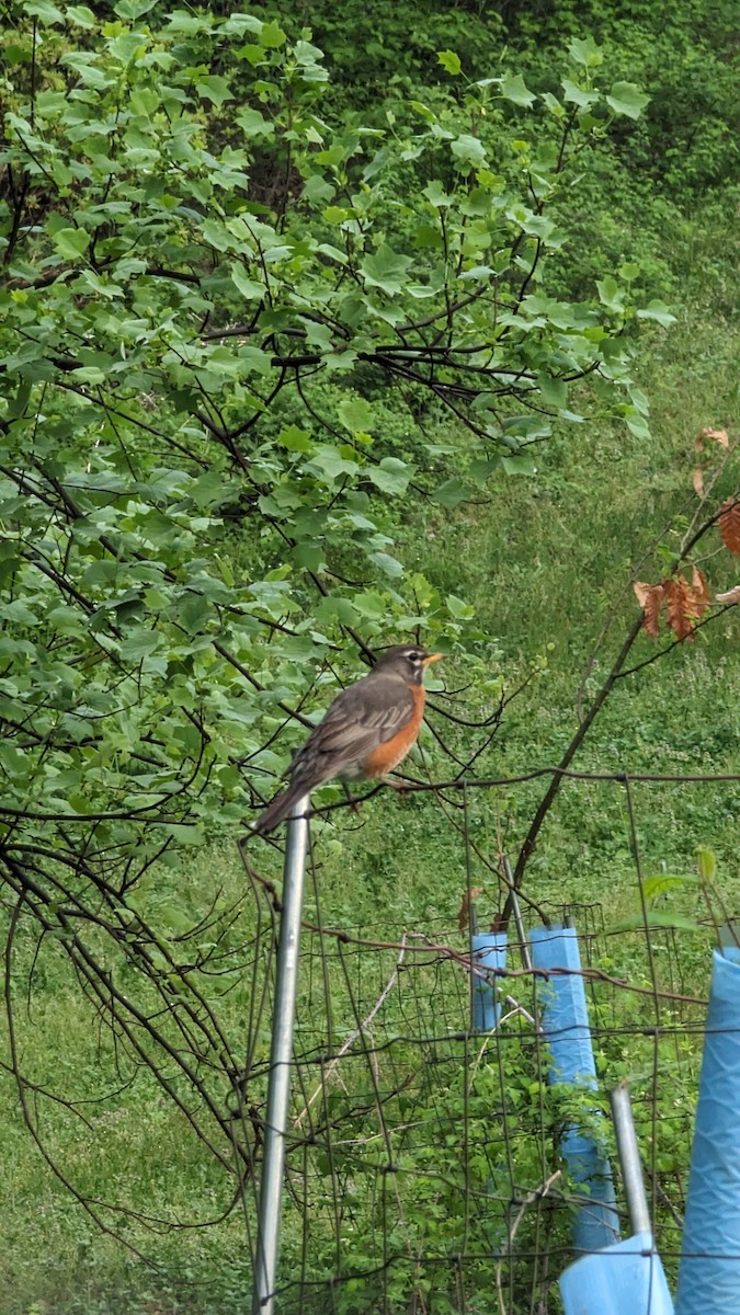 American Robin - ML618550680