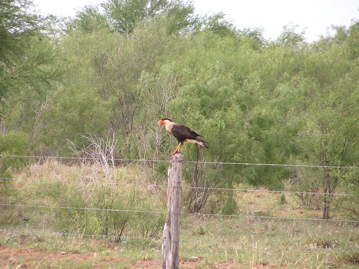 Crested Caracara - ML618550681