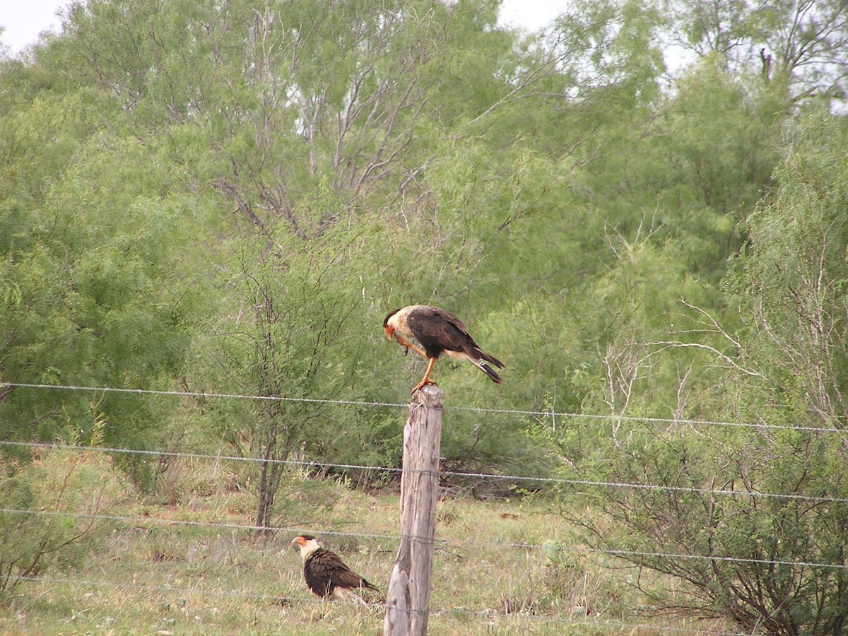 Crested Caracara - ML618550686