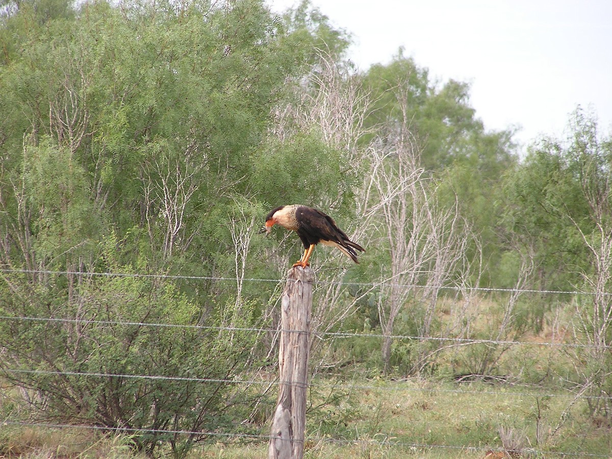 Crested Caracara - ML618550688