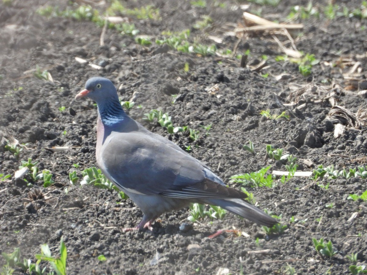 Common Wood-Pigeon - ML618550690