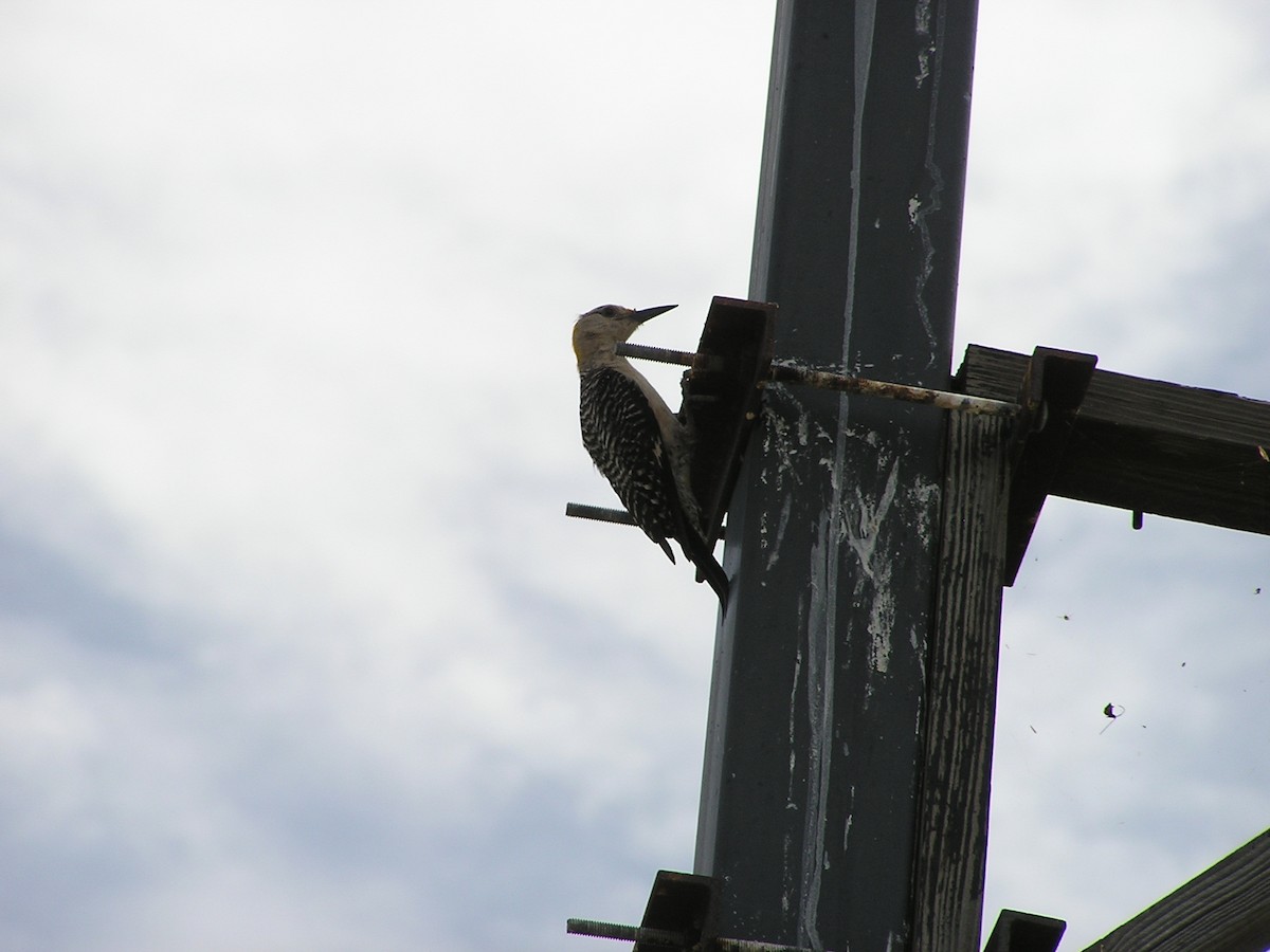 Golden-fronted Woodpecker - ML618550691