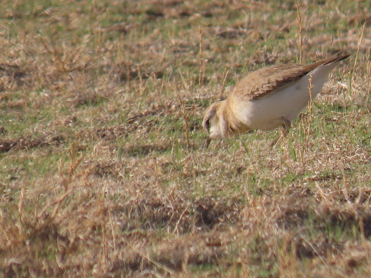 Mountain Plover - Katherine Holland