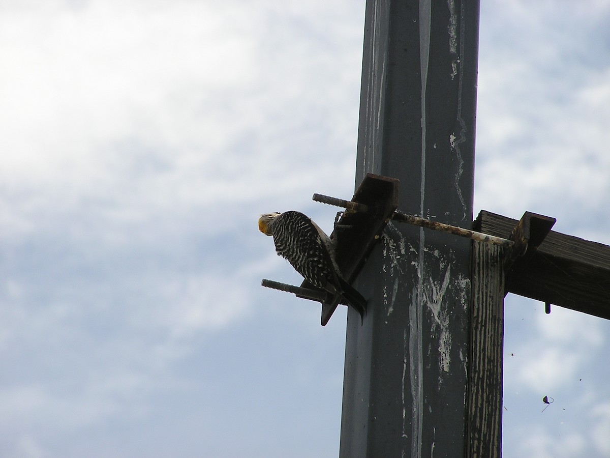 Golden-fronted Woodpecker - ML618550702