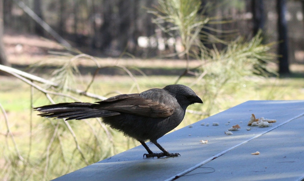 Apostlebird - Mel Mitchell