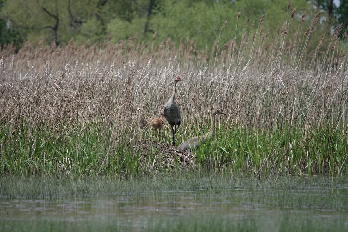 Sandhill Crane - ML618550731