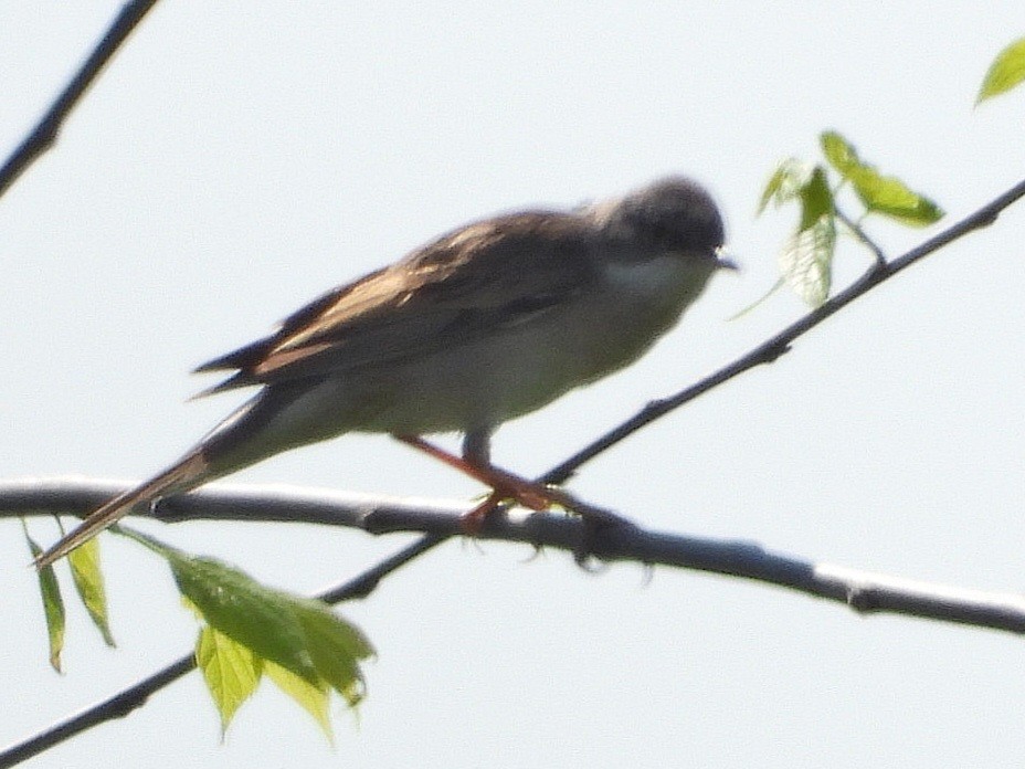 Greater Whitethroat - ML618550748