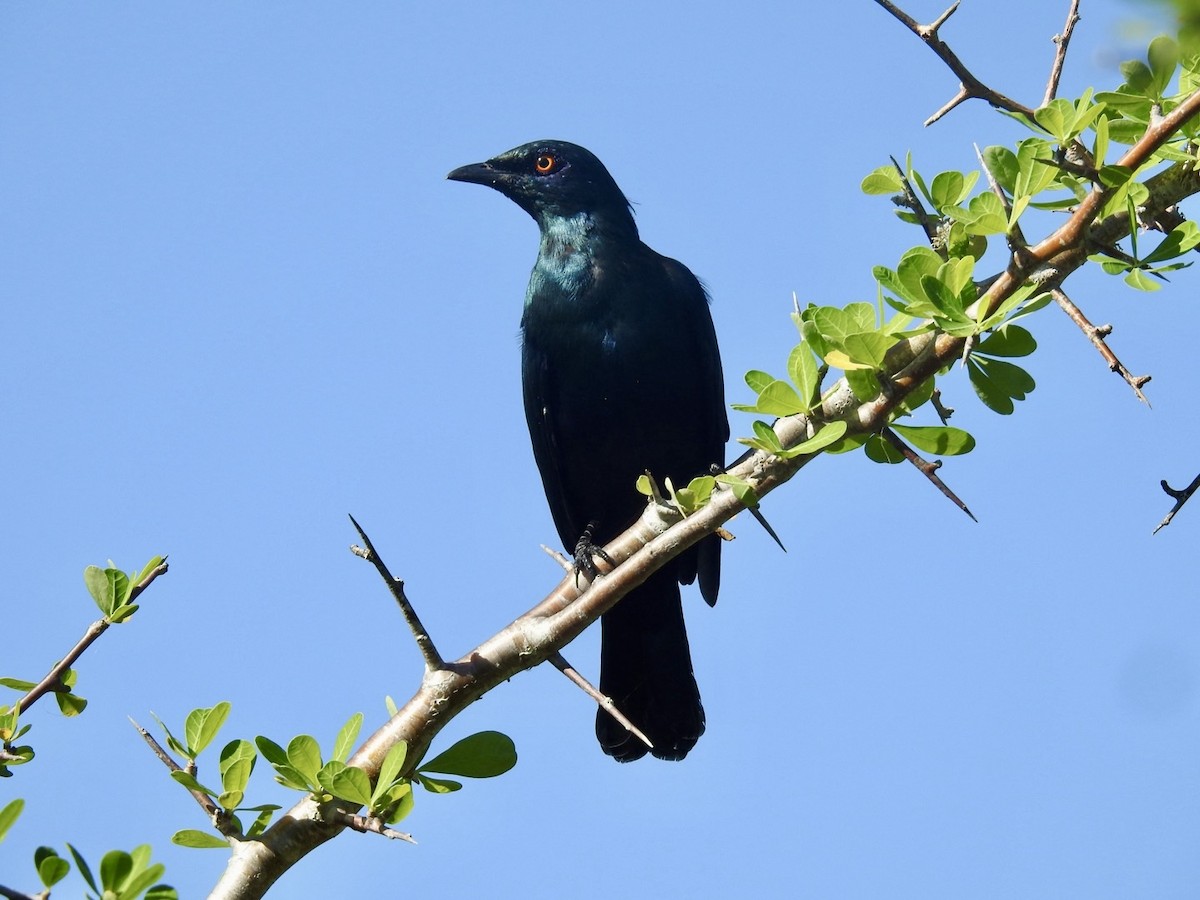 Black-bellied Starling - ML618550750