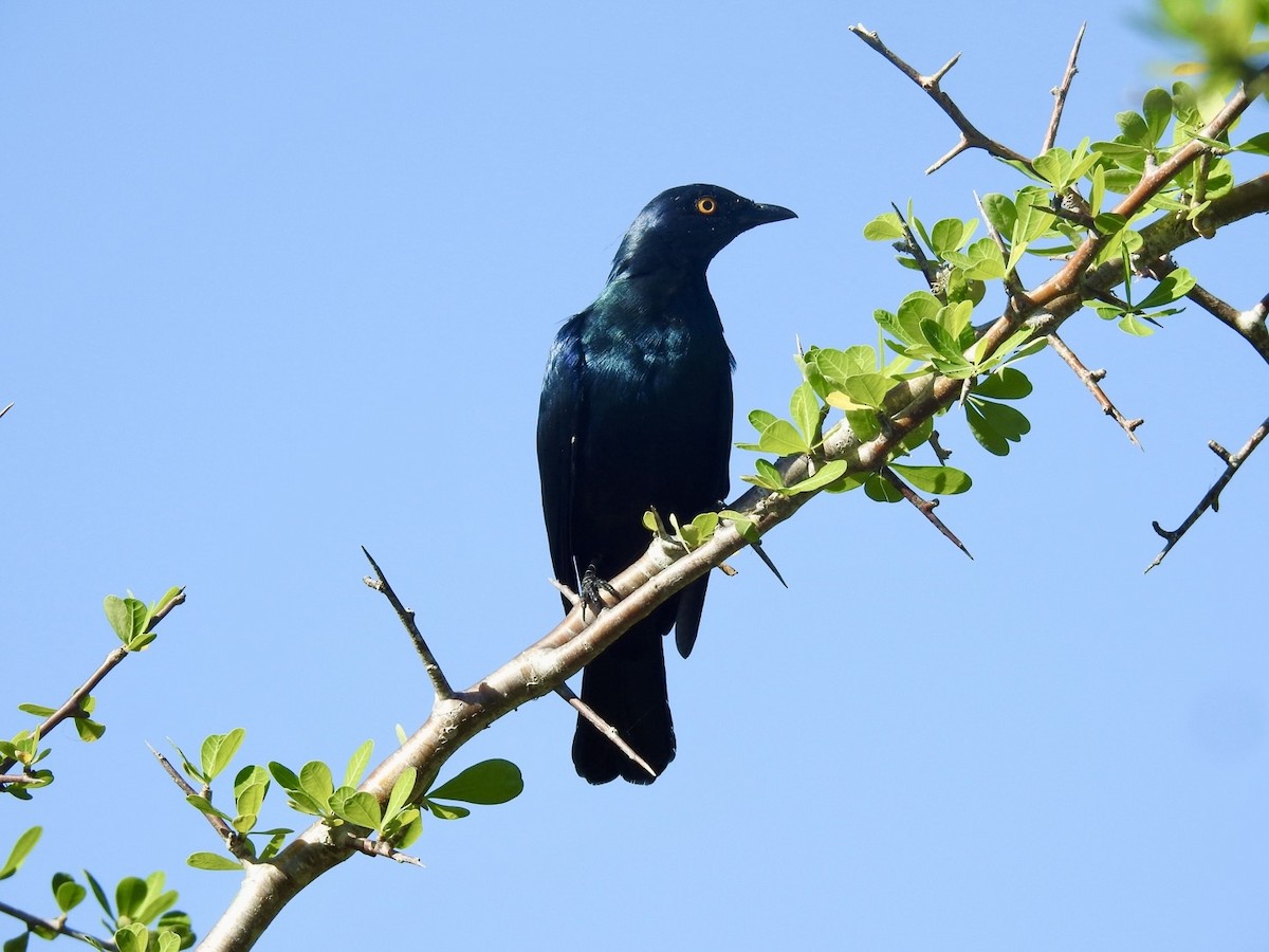 Black-bellied Starling - Nick Odio
