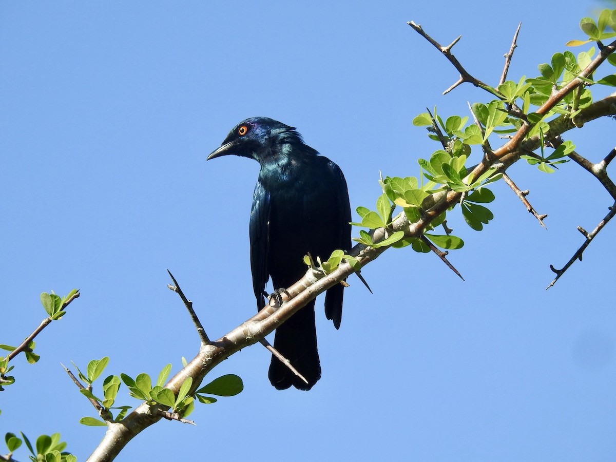 Black-bellied Starling - ML618550752