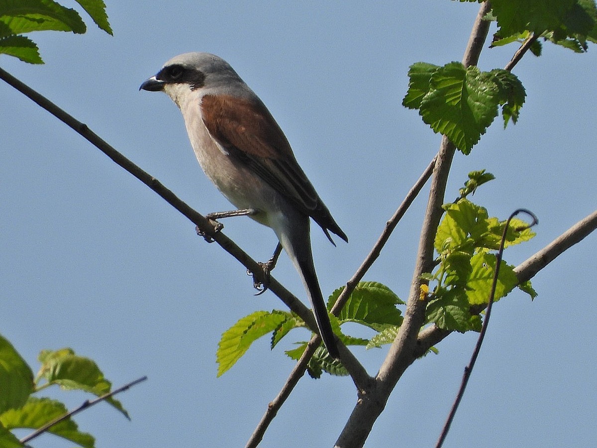 Red-backed Shrike - ML618550758