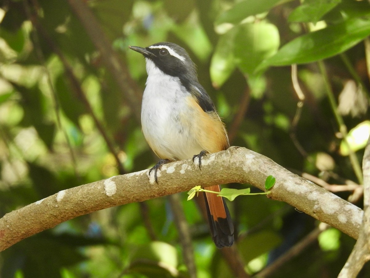 White-throated Robin-Chat - ML618550761